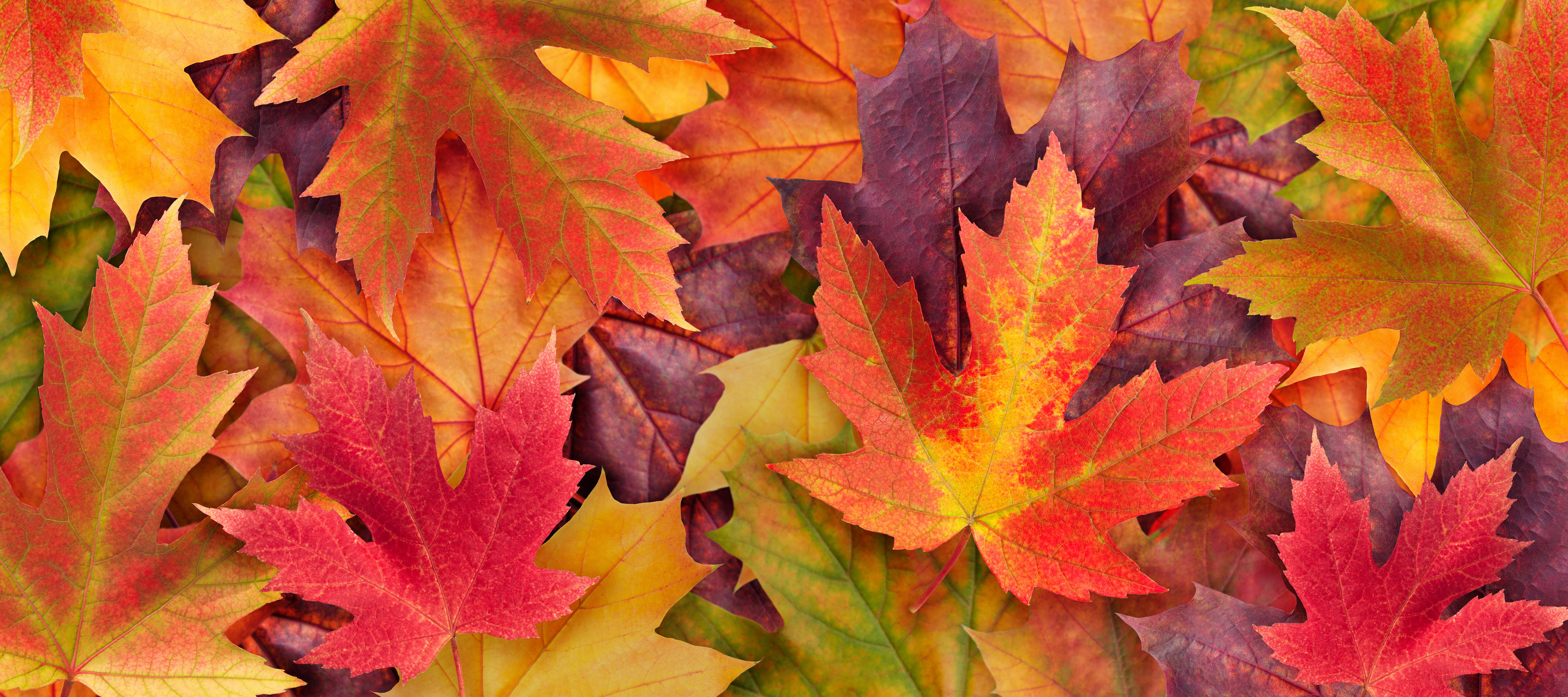 Herfst bladeren