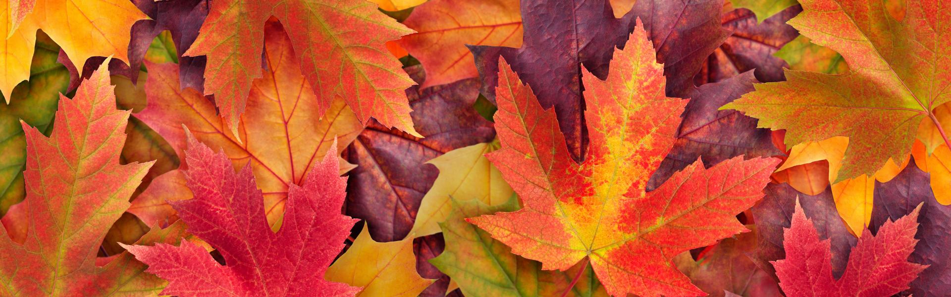 Herfst bladeren